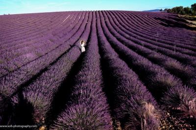 lavendel provence fotograf bruck an der leitha 